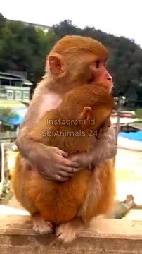 Monkey Viral Video,Viral Animal's Shorts, Monkey Shorts Video #Animalsvideo#Wildanimals#Monkeyvideo