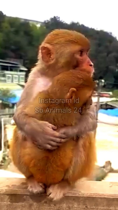 Monkey Viral Video,Viral Animal's Shorts, Monkey Shorts Video #Animalsvideo#Wildanimals#Monkeyvideo