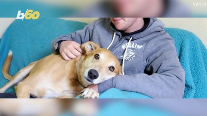 Meet Britain's Happiest Dog, Formally Known As Most Unwanted