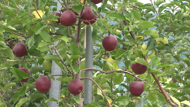 [경북] 과수 개화, 평년보다 9일 빨라...저온 피해 예방 지원 / YTN