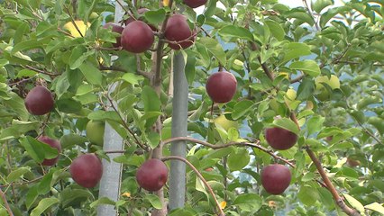 [경북] 과수 개화, 평년보다 9일 빨라...저온 피해 예방 지원 / YTN