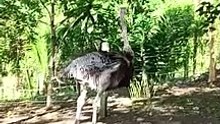 ostrich