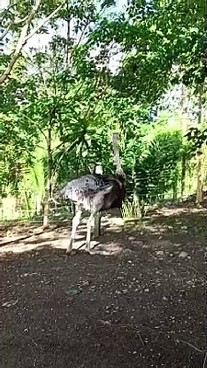 ostrich