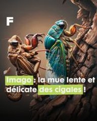 Une métamorphose inévitable : le fabuleux cycle de vie de la belle cigale !