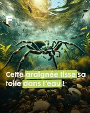 Une araignée qui tisse ses toiles sous l’eau… Pour y respirer !