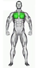 Tricep Workout #shorts #tricepsworkout #triceps #tricepsexercises