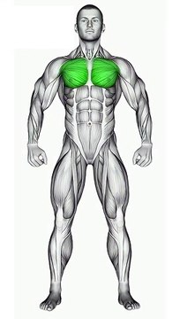 Tricep Workout #shorts #tricepsworkout #triceps #tricepsexercises