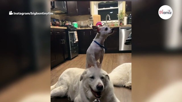 Son Chihuahua grimpe sur le dos de son immense Patou : ce que fait le grand chien surprend tous les passants !