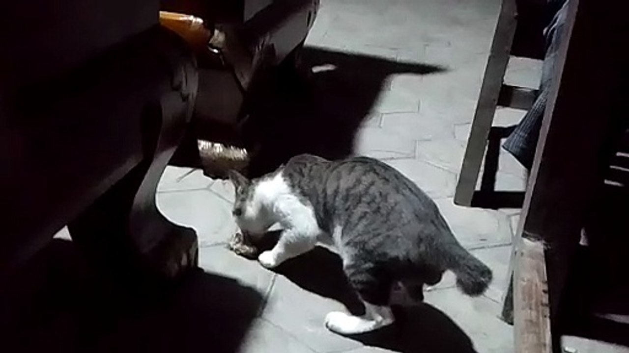 cat's favorite