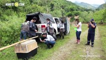 Cinco titíes grises fueron liberados en bosques del Nordeste antioqueño