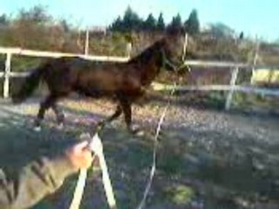 Diego saut