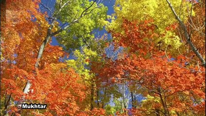 北国の春.. Kita guni no Haru .. Sen Masao