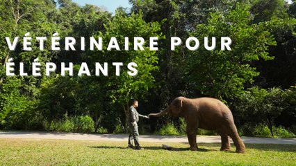 Vétérinaire pour éléphants