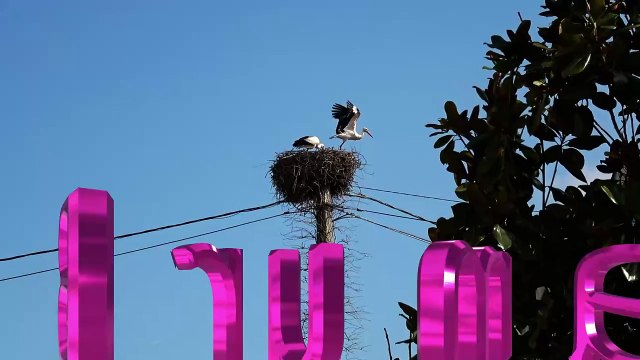 Brumath nos cigognes mars 2024