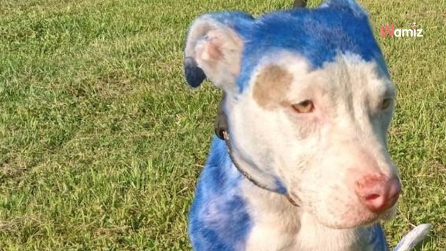 Les bénévoles ouvrent la boite à dons du refuge : ce n’est pas de la nourriture pour chien qu’ils trouvent….