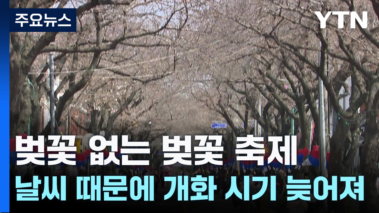 벚꽃 없는 벚꽃 축제...날씨 때문에 개화 시기 늦어져 / YTN