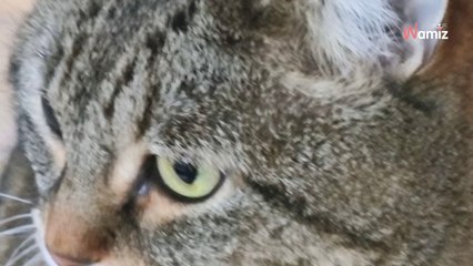 Suite au décès de sa maîtresse, ce chat a été placé dans une pension et n'aura plus de solution d'accueil début avril