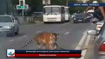 Enorme tigre se le escapa de coche a joven e intenta huir