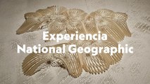 Experiencia National: Exposición Arte y naturaleza