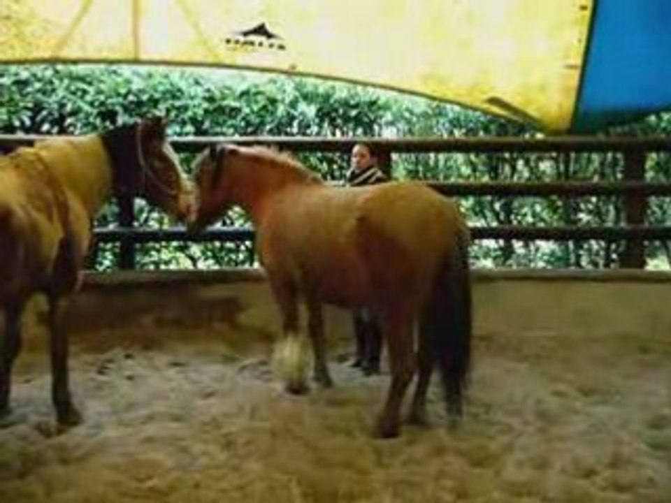 Coupe du monde 2008 avec nos chevaux