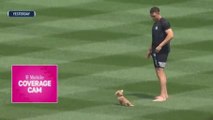 Aaron Judge's adorable dog makes first appearance at Yankee Stadium
