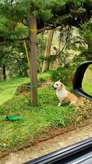 Perrito abandonado en Rionegro