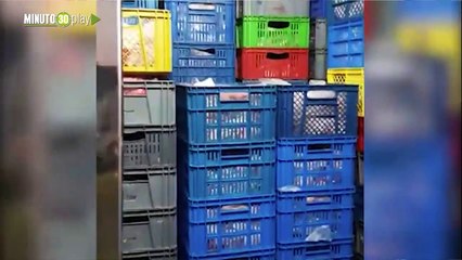 Gas qué asco Así transportaban la carne que pretendían vender en Donmatías, Antioquia