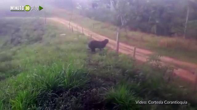 Por avistamiento de osos de anteojos, piden proteger la especie en Segovia