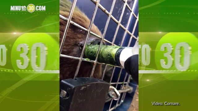 Rescataron a un oso perezoso entre La Ceja y La Unión, Antioquia