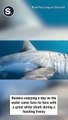 Great White Shark Comes Face-to-Face With Boaters Before Feasting on Whale Carcass