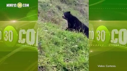 Oso de anteojos avistado en el municipio de Andes, Antioquia