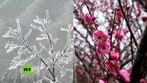 Nieve y flores de ciruelo, bellas paradojas invernales de China