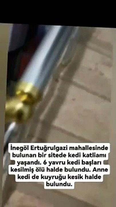 İnegöl'de yavru kedilerin katledilmesine hayvanseverlerden tepki