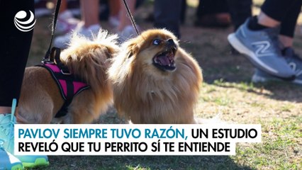 Pavlov siempre tuvo razón, un estudio reveló que tu perrito sí te entiende