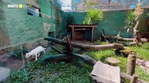 Fue rescatado en Antioquia, así está de grande el primer ocelote albino conocido hasta el momento en el país