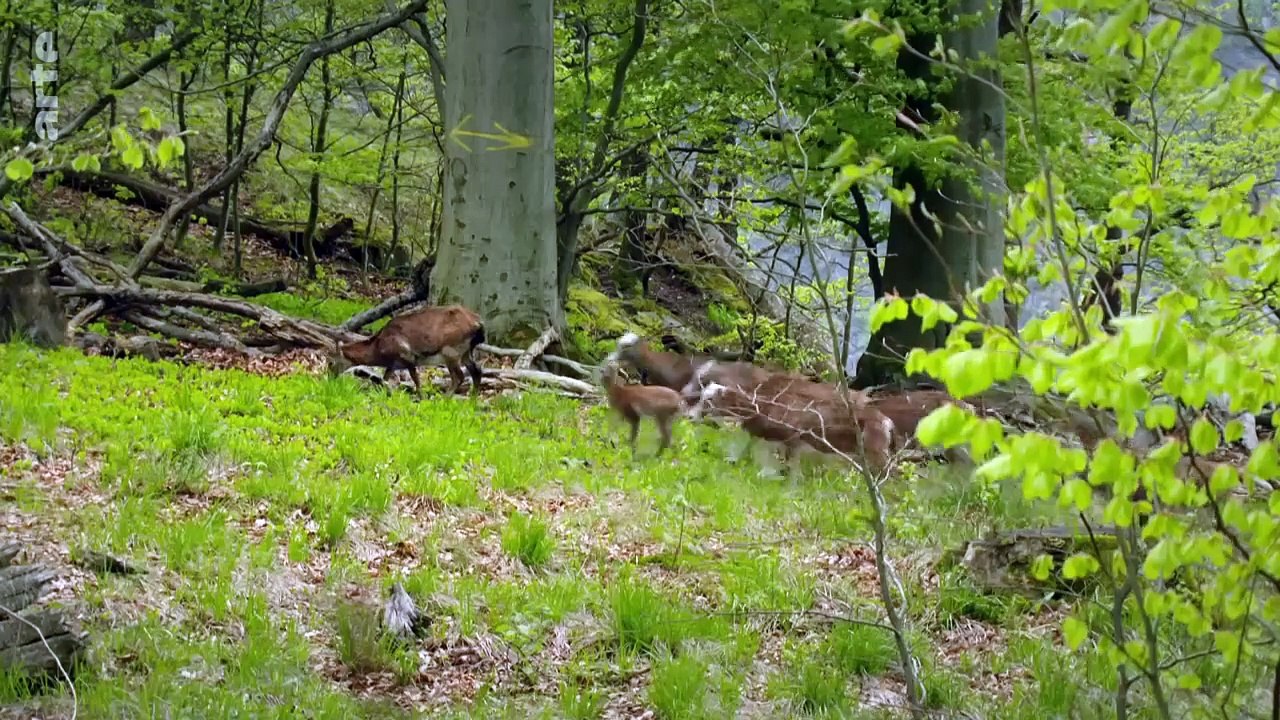 Der Harz - Wildnis mitten in Deutschland - Die ganze Doku