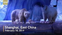 Los osos polares disfrutan del Festival de los Faroles en el zoológico de Shanghai