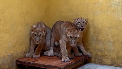Lions from war-torn Ukraine arrive at Yorkshire Wildlife Park to start new life