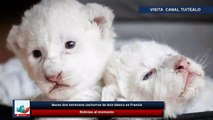 Nacen dos hermosos cachorros de león blanco en Francia