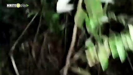 Fue rescatado un adulto mayor que estaba extraviado en una zona boscosa de El Carmen de Viboral