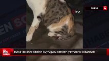 Bursa'da anne kedinin kuyruğunu kestiler, yavrularını öldürdüler