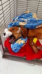 Murio el perrito al que tenian amarrado a un palo y sin comida en Cocorna