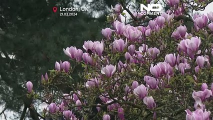 شاهد: الربيع يحل باكرا على حدائق كيو الملكية في لندن