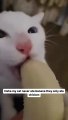 Haha my cat never ate banana they only ate chicken  Credit- gorgeous mr.cattttttt (tt) (-read below) -- - we don’t own this video-pics, all rights go to their respective owners. If owner is not provided, tagged (