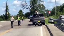11-foot gator stops traffic on North Carolina road