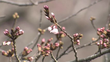 [날씨] 완연한 봄 날씨...서쪽 미세 '나쁨', 남해안·제주 비 / YTN
