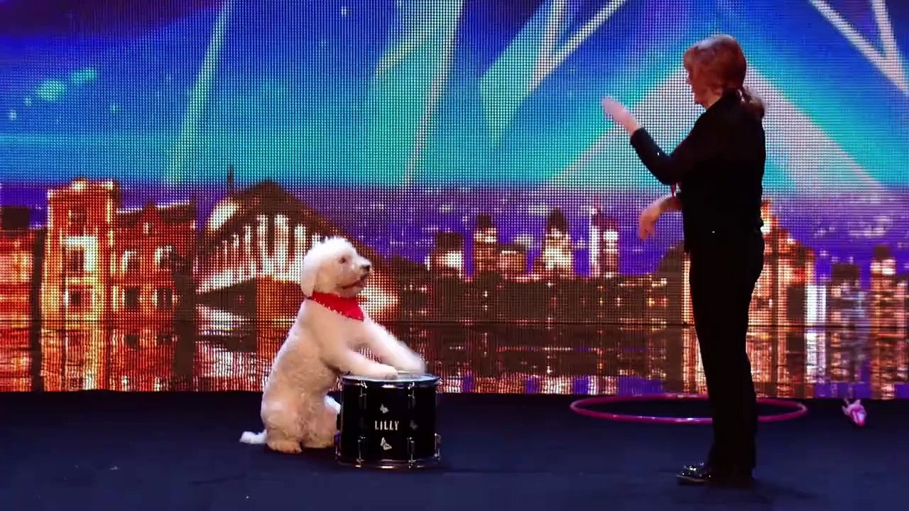 BGT DAZZLING DOGS! Britain's Got Talent Vídeo Dailymotion