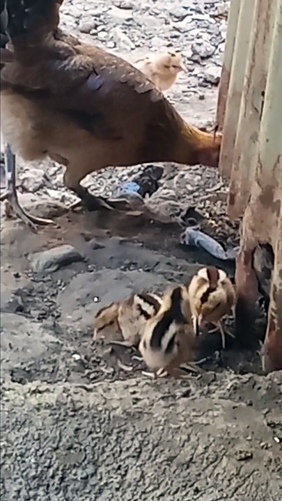 FEED HERE chick