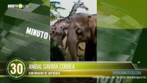 A la India y México serán enviados 70 hipopótamos de la Hacienda Nápoles