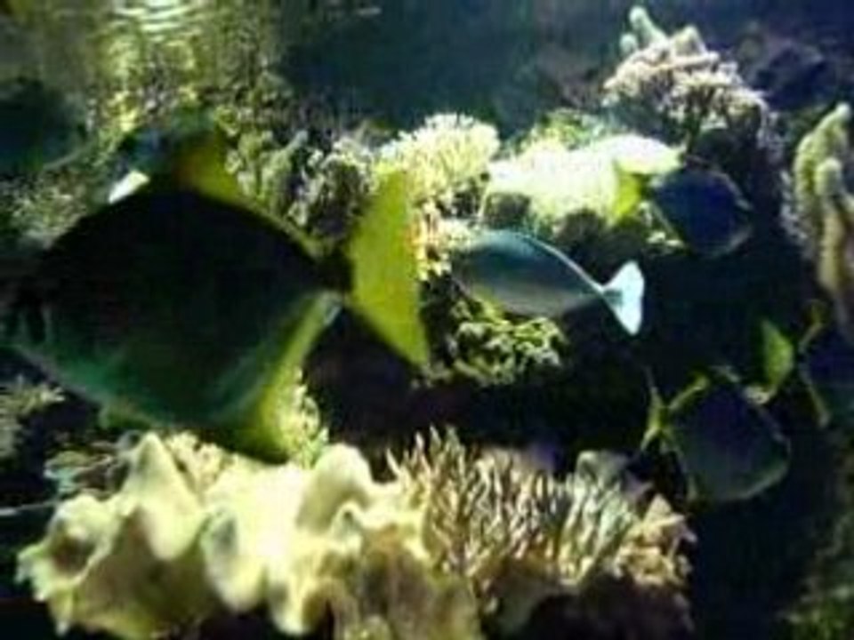 Aquarium Cap d'Agde 3